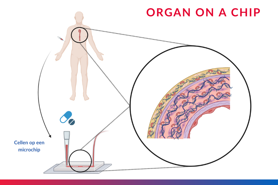 Organ on a chip